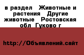  в раздел : Животные и растения » Другие животные . Ростовская обл.,Гуково г.